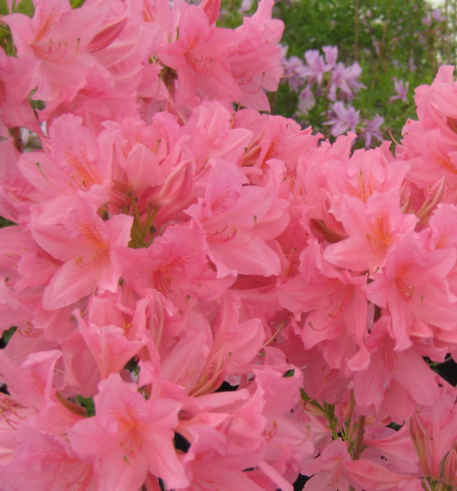 Northern Lights Azalea (Pink) Natorp's Online Plant Store